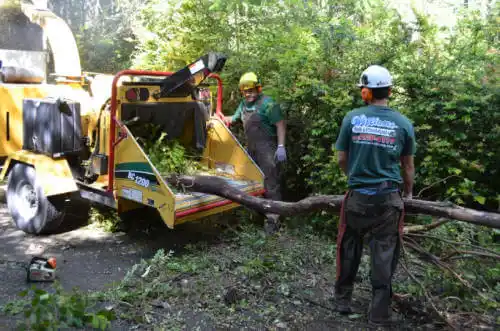 tree services Key West